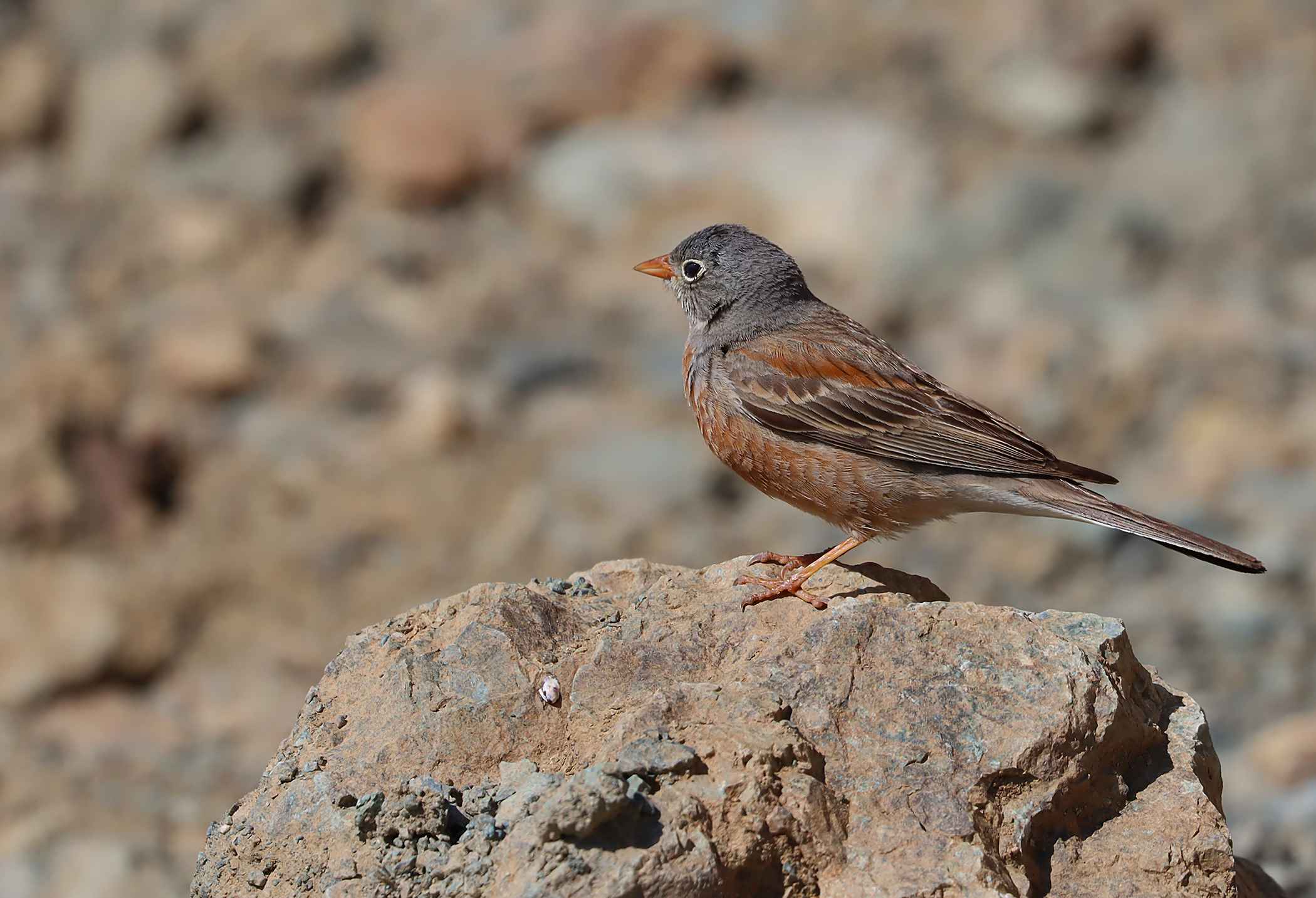 Gray-necked Bunting